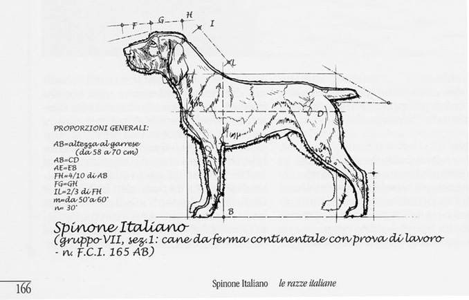 Spinone_standard